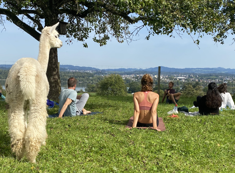 Alpaka am Greifensee Alpakahof Wollprodunkte Alpaka Yoga