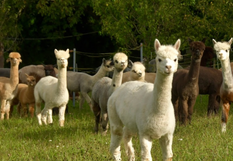 Alpacolor Alpakazucht Alpakahof Rutschwil