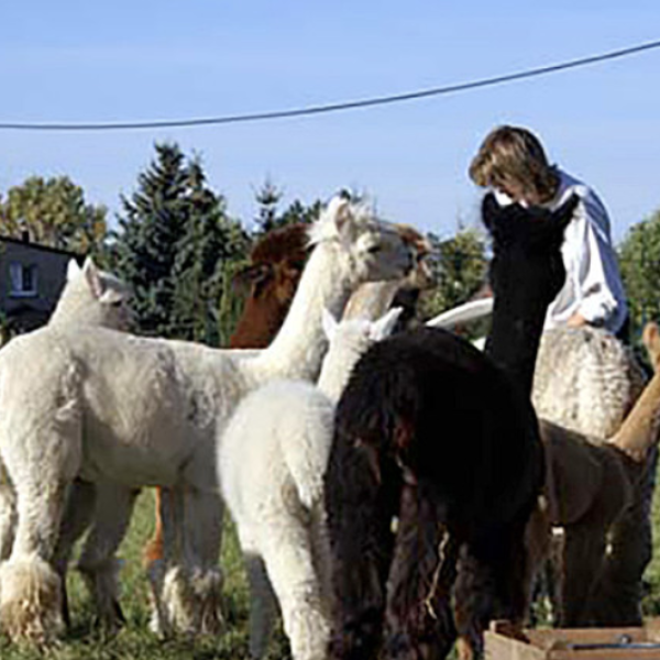 Alpaka Farm Inhaber Gr ttner Karl Heinz Alpaki trekking