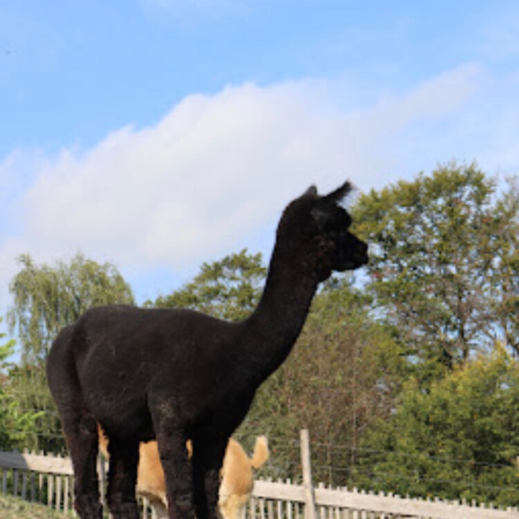 Schapaka Alpaca hikes Essen Germany