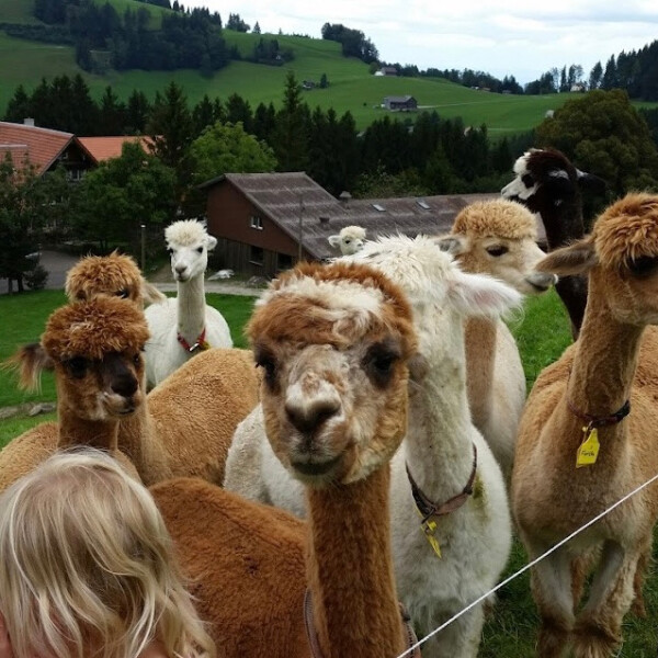 Grenzland Alpakas Alpaka Therapie St. Margrethen Schweiz